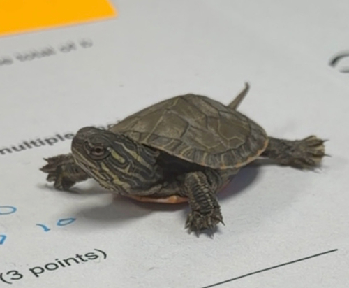 Painted Turtle
