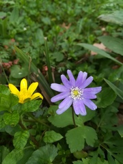 Anemonoides apennina