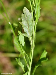 Arabidopsis halleri