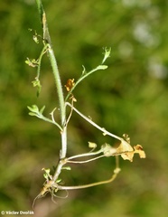 Arabidopsis halleri