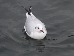 Chroicocephalus ridibundus