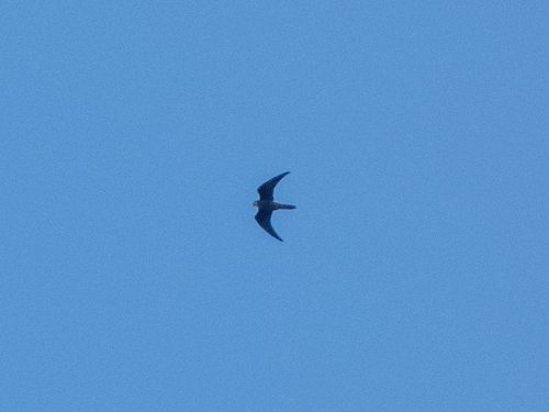 Eleonora's Falcon