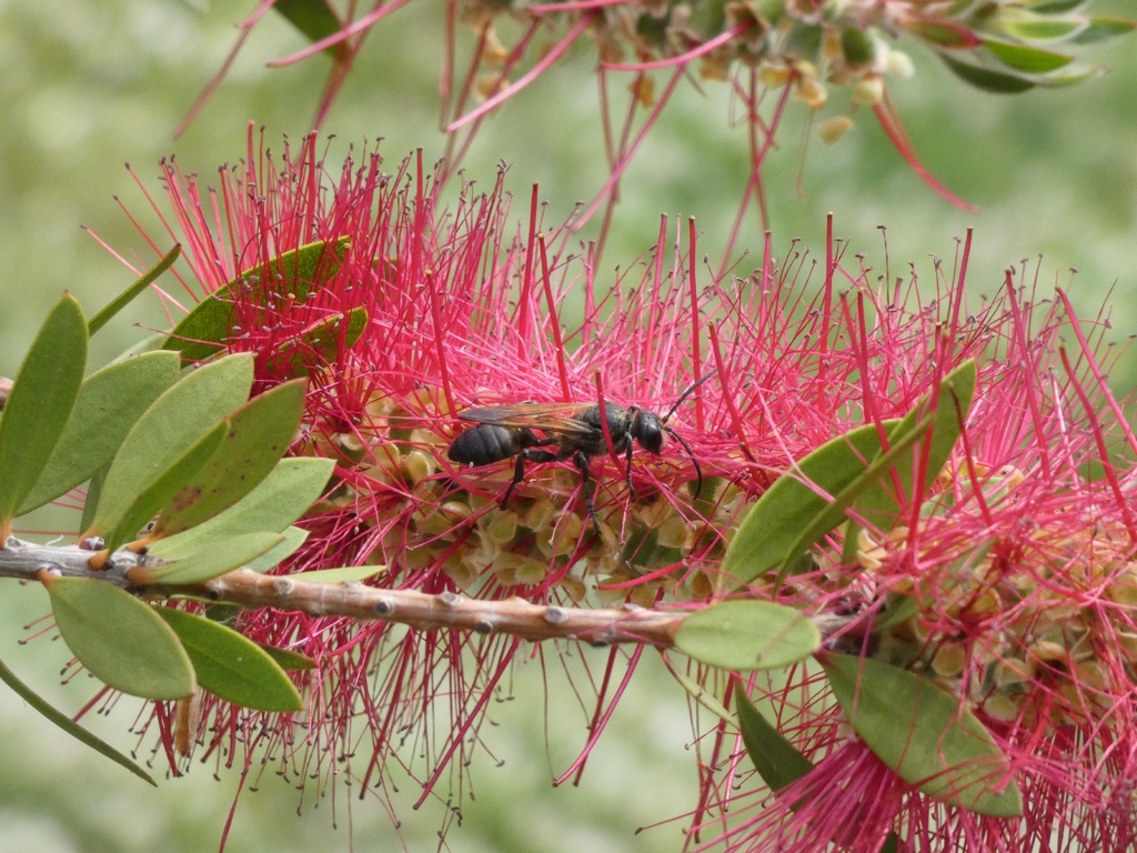 Isodontia paludosa