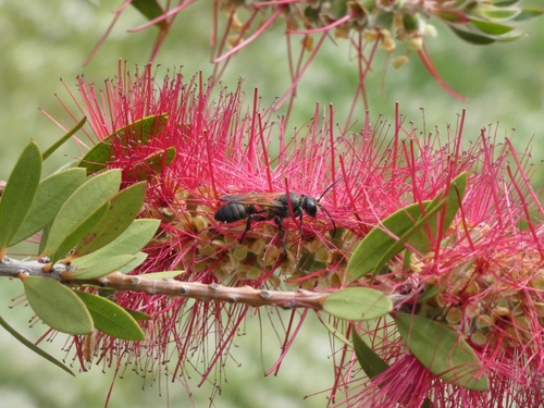 Isodontia paludosa