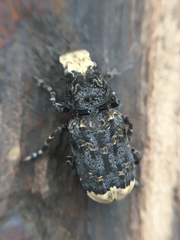 Platyrhinus resinosus