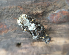 Platyrhinus resinosus