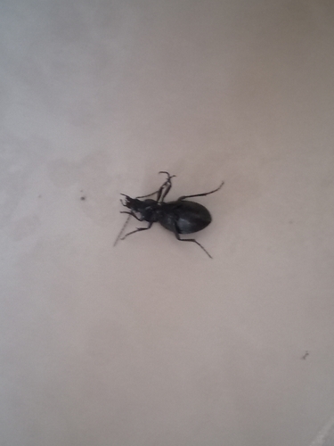 Worm and Slug Hunters
