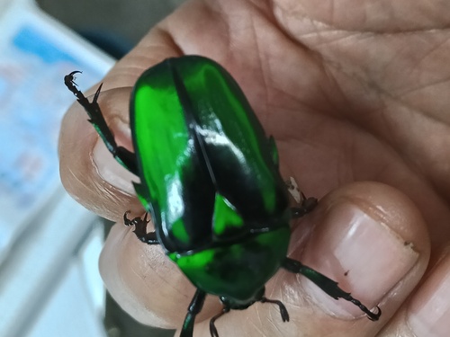Rhomborhina resplendens