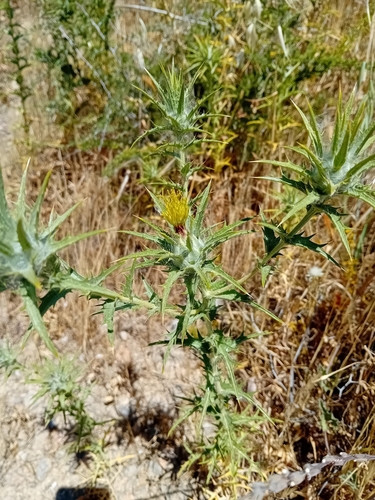 woolly distaff thistle