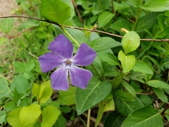 Vinca major