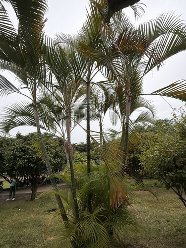 Areca Palm