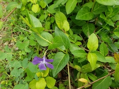 Vinca major