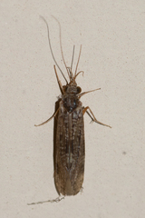 Hydropsychoidea