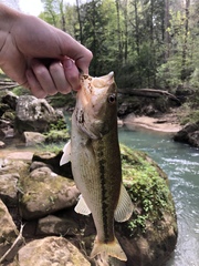 Micropterus henshalli