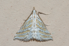 Leptosteges parthenialis