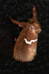 Monoleuca semifascia