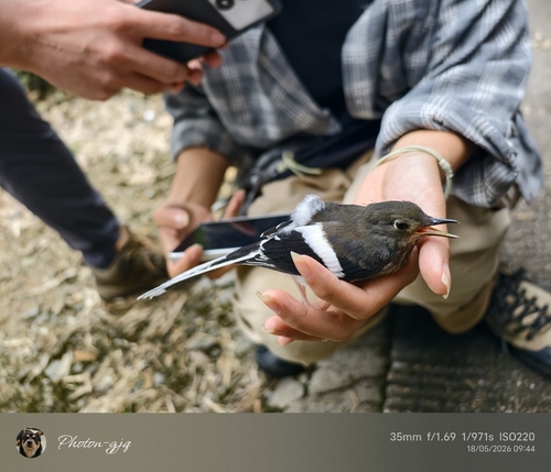 Slaty-backed Forktail