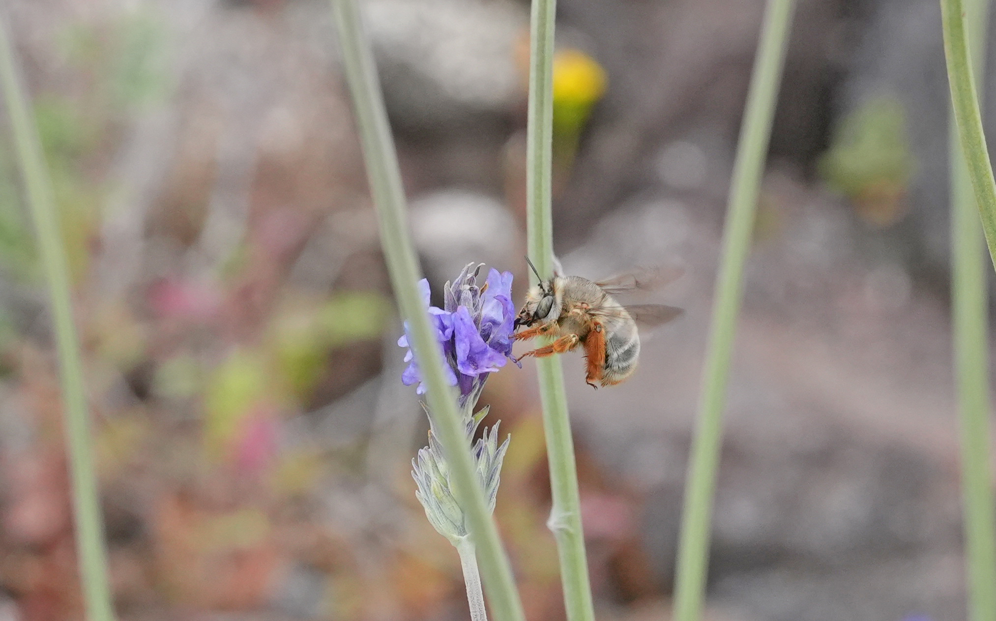 Anthophora porphyrea