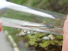 Ischnura gemina
