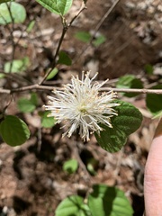 Fothergilla