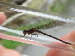Ischnura gemina