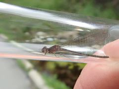 Ischnura gemina
