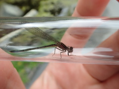 Ischnura gemina