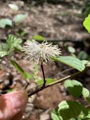 Fothergilla