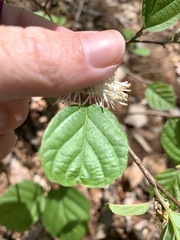 Fothergilla