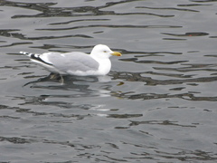 Larus argentatus