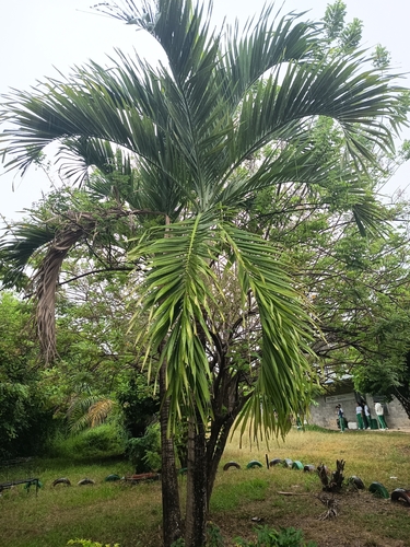 Manila Palm