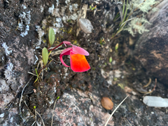 Utricularia quelchii