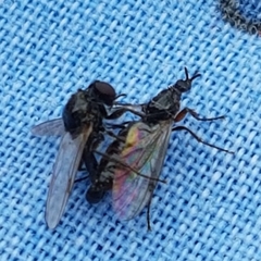 Dilophus antipedalis