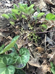 Hexastylis naniflora