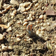 Aricia cramera