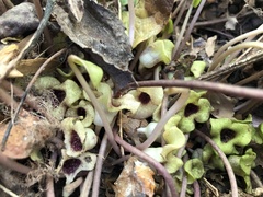 Hexastylis naniflora