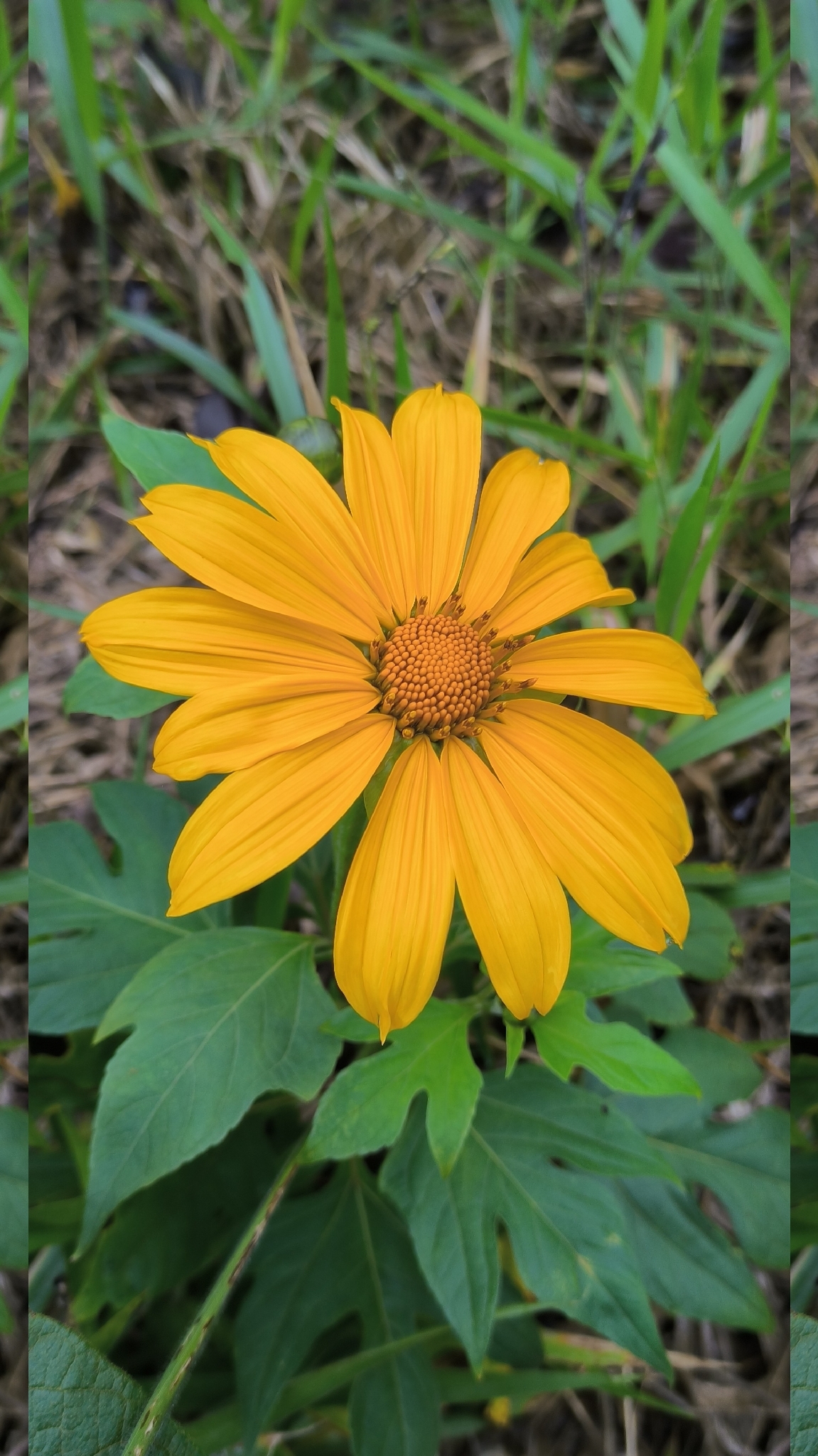 Tithonia diversifolia