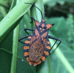 Spartocera pantomima