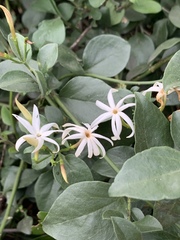 Jasminum streptopus