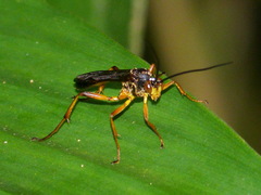 Notacma