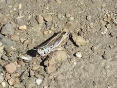 Dichroplus pratensis