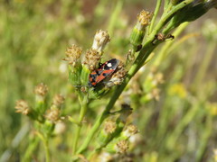 Lygaeus alboornatus