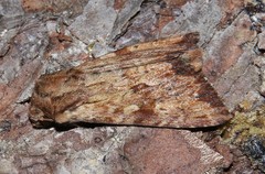 Apamea sublustris