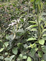 Jasminum streptopus