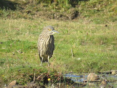 Nycticorax nycticorax obscurus