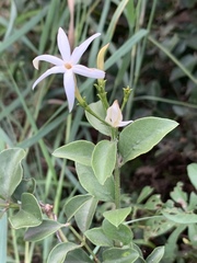 Jasminum streptopus