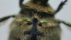 Cetonia aurata
