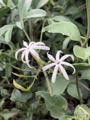 Jasminum streptopus