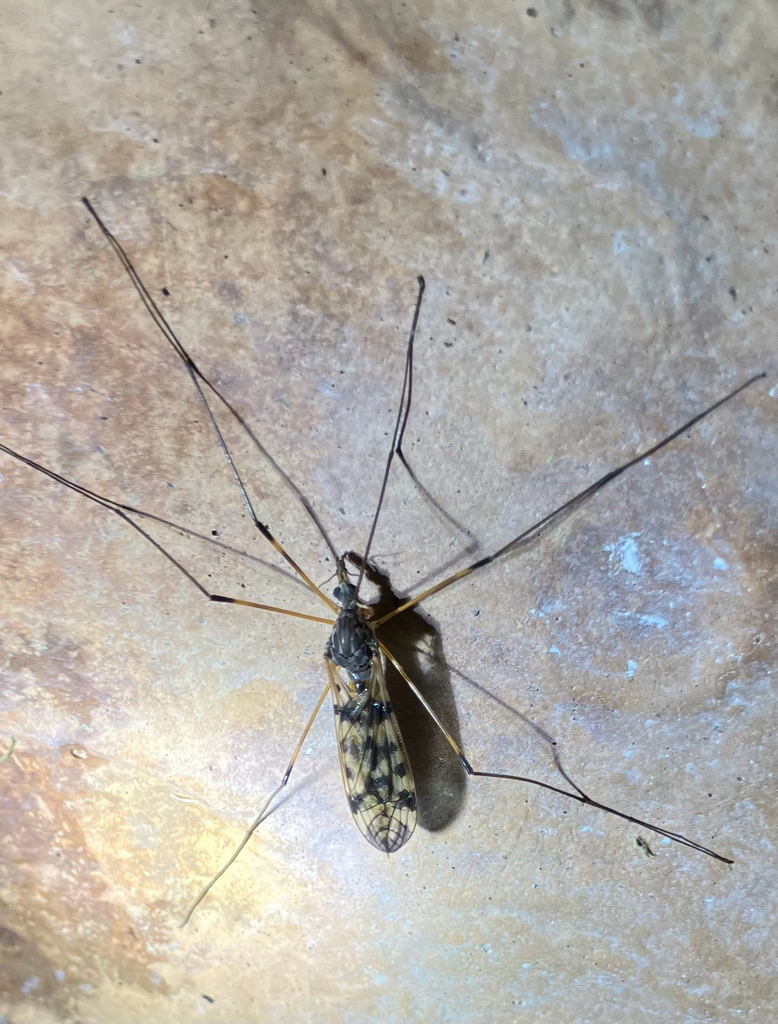 Tipula margarita