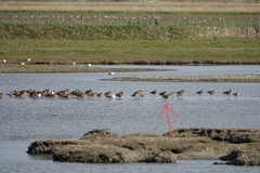 Limosa limosa islandica